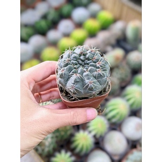 Xương rồng Thần Long size 4-6cm