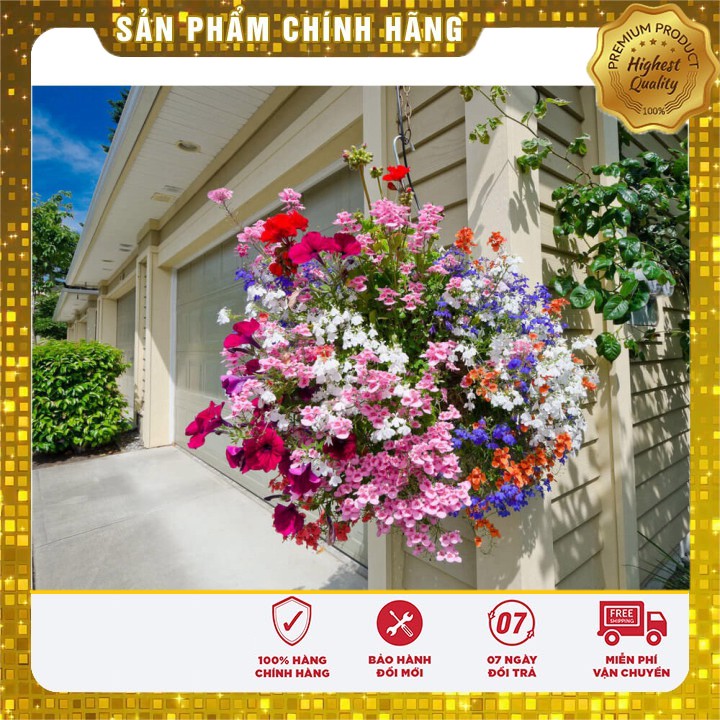 Hạt giống hoa dạ yến thảo rủ mix F1 nhiều màu