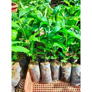 Cây cà phê vối TR4 (cao sản) ( sản phẩm có bảo hành)