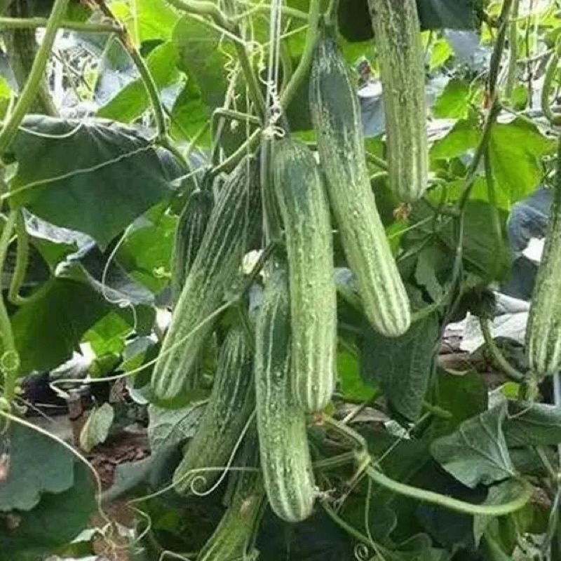 Hạt giống Dưa chuột nếp Hizuku F1_ Hạt tráng men, dưa ngọt chuẩn tráit
