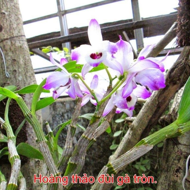 || FREE SHIP || Lan Hoàng Thảo Đùi Gà