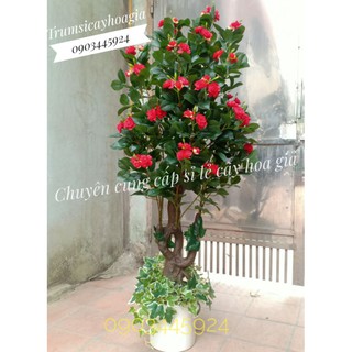 Cây Hồng Trà 1m6 siêu đẹp trang trí Decor-Cây Giả