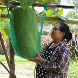 20 hạt Bí đao khổng lồ F1