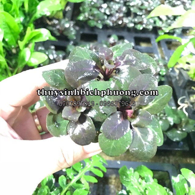 HỒNG BA TIÊU - CÂY CẮT CẮM HỒ THUỶ SINH TRUNG CẢNH DỄ CHĂM SÓC