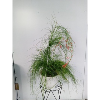 Cây liễu tường hoa đỏ, cây xác pháo rũ