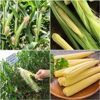 Hạt giống ngô bao tử - gói 30 hạt kns2149