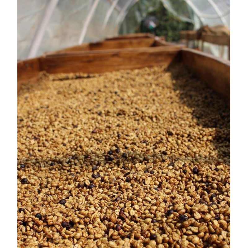 Cà phê Robusta Honey [500g/ 1 túi] - 100% Cà phê mộc rang xay nguyên chất - TBCAFE | BigBuy360 - bigbuy360.vn