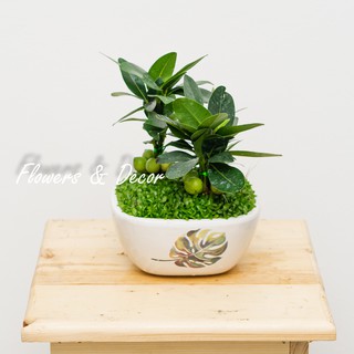 Cây Tài Lộc Phong Thủy (𝙂𝙞𝙖𝙤 𝙝𝙖̀𝙣𝙜 𝙨𝙞𝙚̂𝙪 𝙩𝙤̂́𝙘 1𝙝)