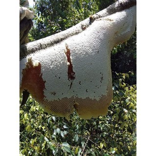 500 ml Mật Ong Rừng Nguyên Chất Đặc biệt, lấy trên rừng Tây Nguyên