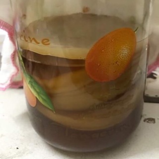 Nấm trà kombucha