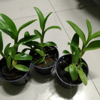 Denro đột biến Thongchai gold 3