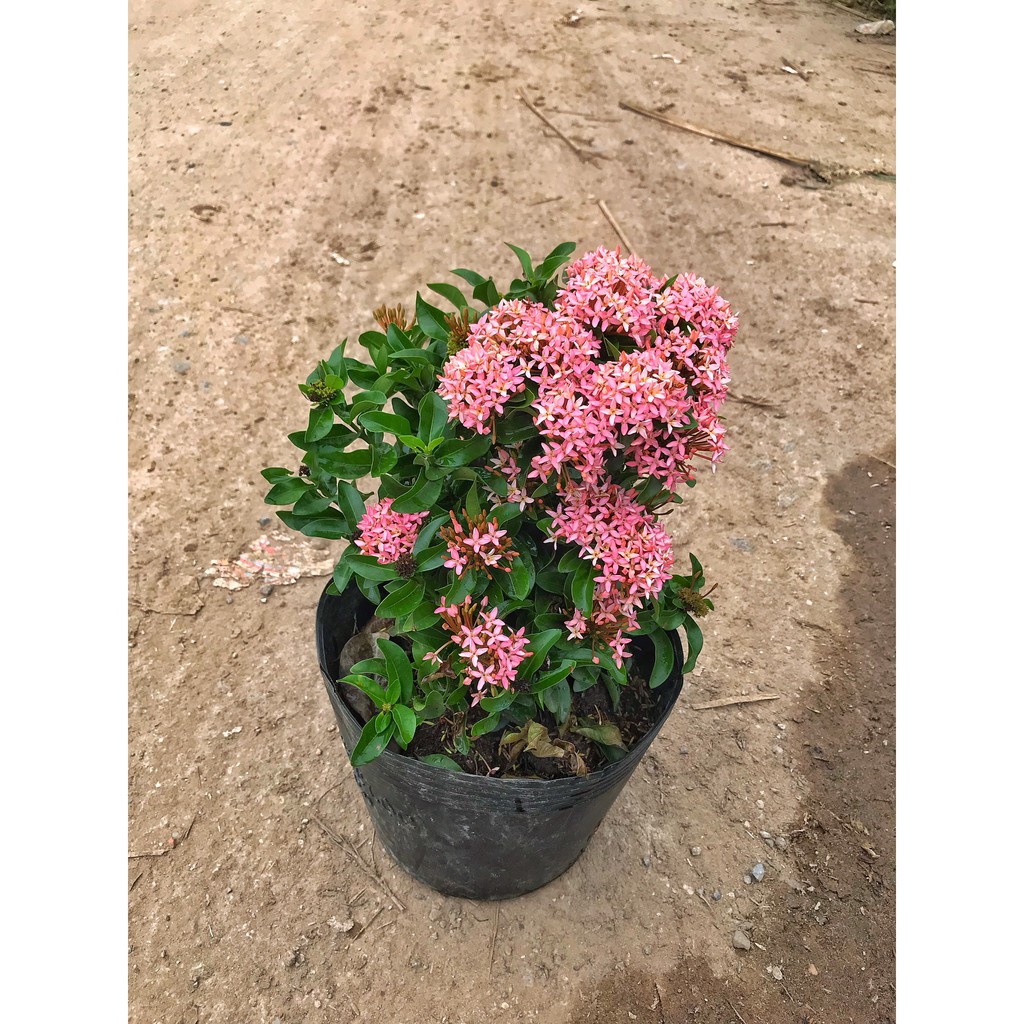 Cây hoa mẫu đơn hồng cao 25-30 cm hoa nở bắt mắt dễ chăm sóc màu sắc lạ mắt trồng trang trí công viên, sân vườn
