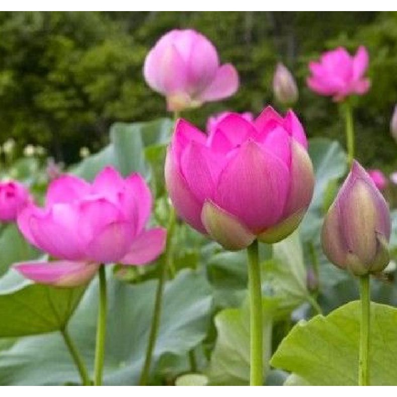 Hạt Giống Hoa Sen Nhiều Màu Các Loại, Trồng Quanh Năm, Dễ Trồng - Khang Nông Seeds