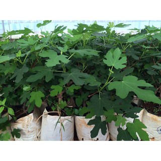 Cây Giống Sung Mỹ (giống Sung Camy)
