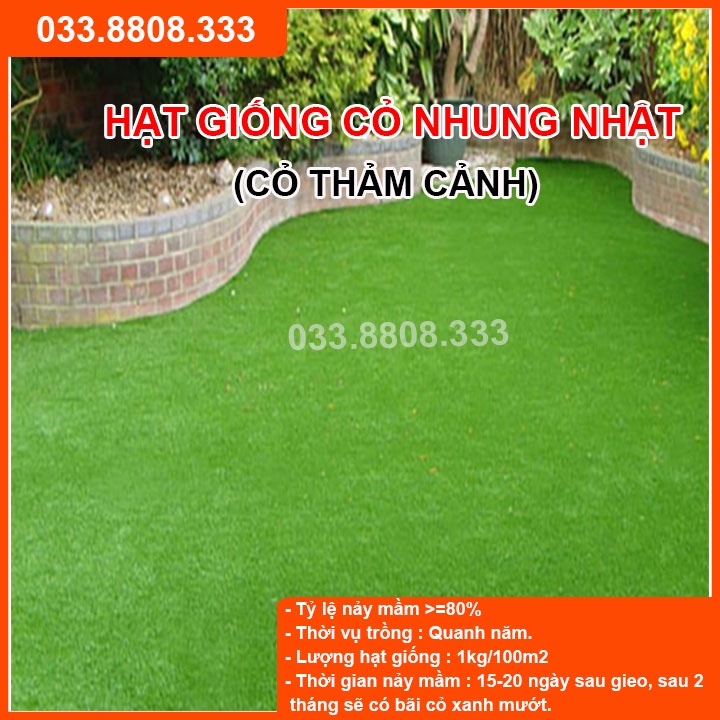 Hạt Giống Cỏ Nhung Nhật - Cỏ Sân Vườn (gói 10g) - Hạt Giống Cỏ Thảm - Cỏ Cảnh