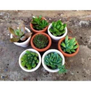 HOAHHP- Chậu sen đá trơn mini 5cm ( tặng kèm chậu)