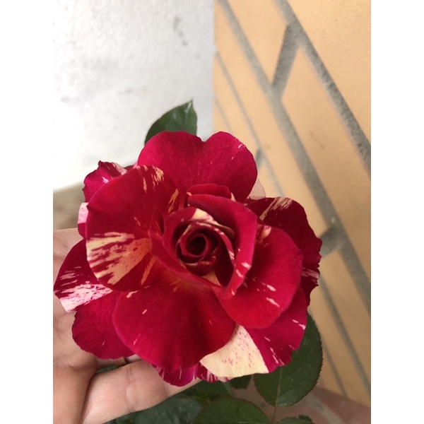 Cây giống hoa hồng Julio kích thước ( 45-60cm) có bầu đất, hoa màu đỏ sọc đẹp sản xuất tại House and garden