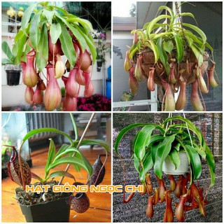 Hạt Giống Cây Nắp Ấm (Hạt Giống Ngọc Chi) - 10 Hạt