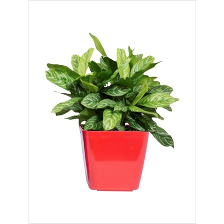 Chậu nhựa Vuông V13 chất đẹp, bền_Chậu nhựa để bàn siêu xinh