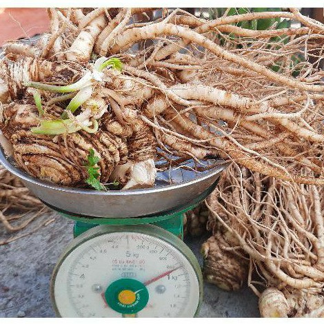 |10KG| Sâm đương quy tươi Đức Trọng - Lâm Đồng