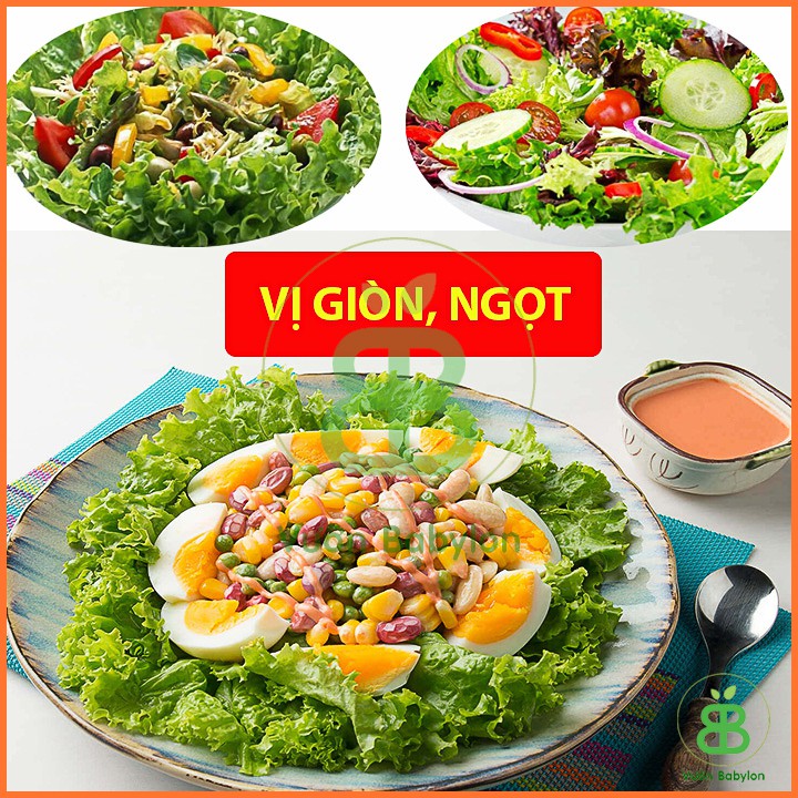 Hạt Giống Rau Xà Lách Xoăn F1 5Gr Chịu Nhiệt Tốt