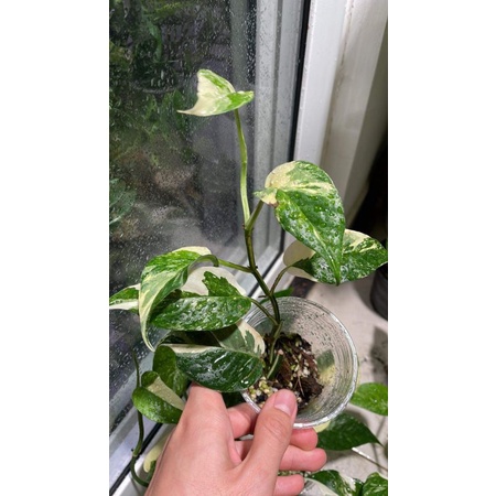 TRẦU BÀ LÁ XẺ EPIPRENUM PINNATUM VARIEGATE