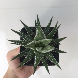 Cây móng rồng sọc vằn