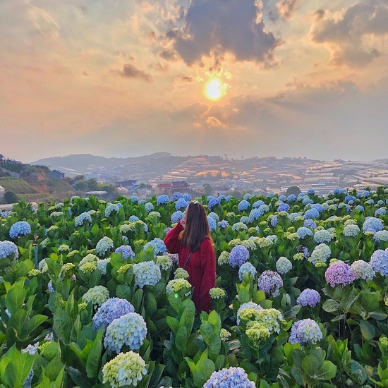 [EVoucher Vietravel]Bay thẳng: Cần Thơ -Đà Lạt-Cánh đồng hoa Cẩm Tú Cầu-Fairytale Land-KDLChuồn Chuồn (KS 3sao)