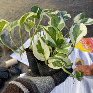 Cây trầu bà cẩm thạch. Trầu bà sữa