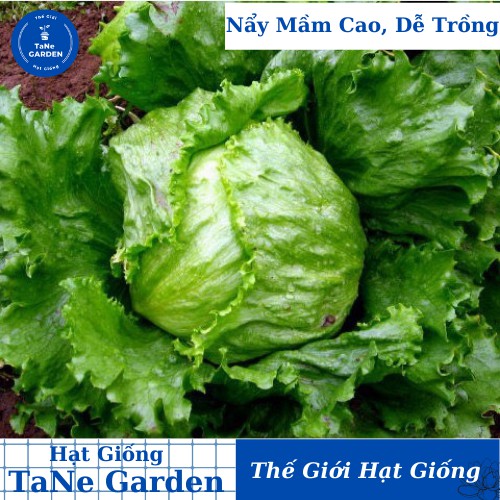 2Gr Hạt Giống Xà Lách Mineto - TaNe Garden