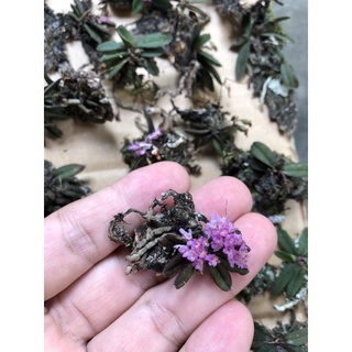 Lan trứng bướm quý hiếm