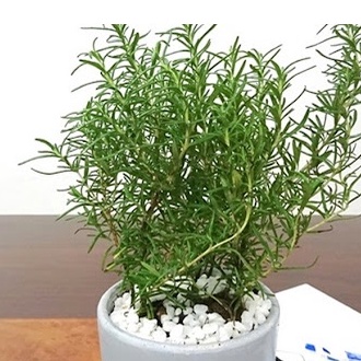 500gram Sỏi trắng trang trí bể cá - Chậu cây, tiểu cảnh