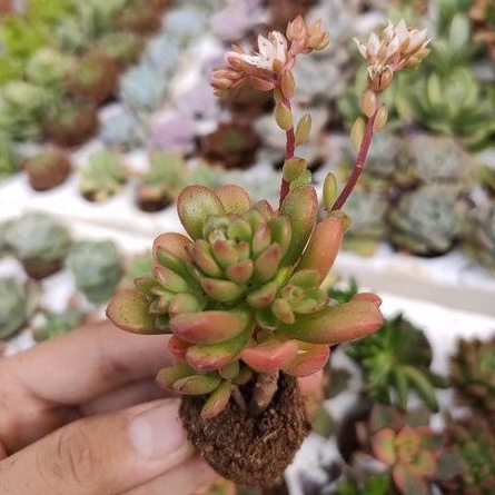 SEN ĐÁ SEDUM KẸO MINI