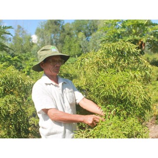 Cây Đinh Lăng 500g