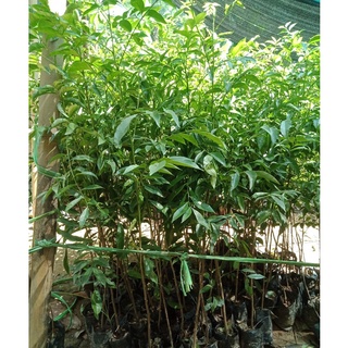 🌿 GIỐNG CÂY MẮC MẬT🌿 - GIỐNG CÂY GIA VỊ CHO MÓN THỊT NƯỚNG - CÂY LỚN CAO 60CM