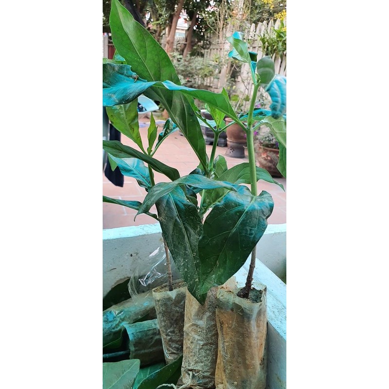 Cây nhàu giống Đơn hàng từ 20 cây