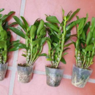DEN XUÂN ĐÀI LOAN