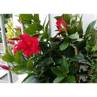 Cây hoa  HỒNG ANH leo CÁNH KÉP hoa ĐỎ MÀU MẬN CHÍN siêu đẹp, cây nguyên chậu