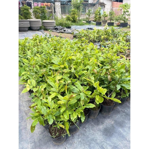 Hoa mai Cúc Quý Phi_ cây ghép chuẩn