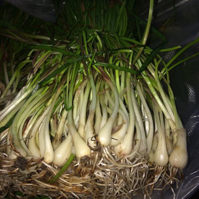 Củ kiệu bán tết 16k/kg