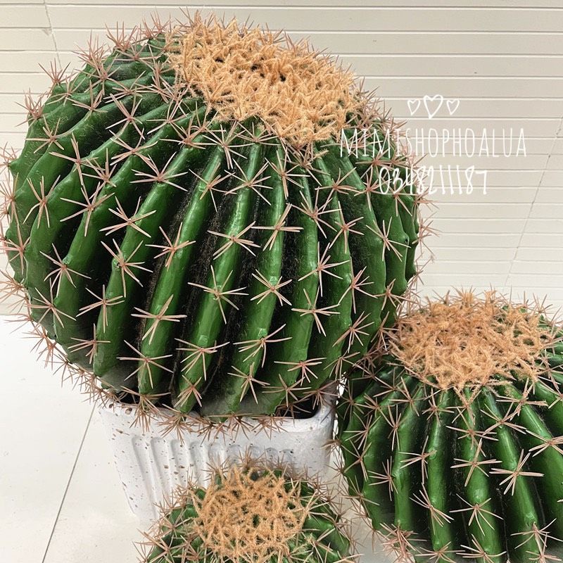 Cây Giả - Cây Xương Rồng giả trang trí nhà cửa - size lớn 22-28 cm.