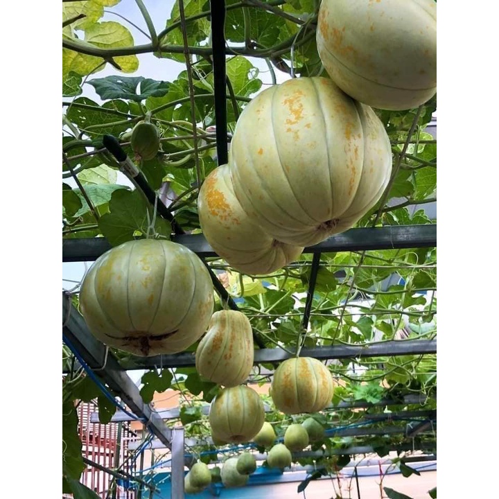 Hạt giống dưa bở sáp thái lan