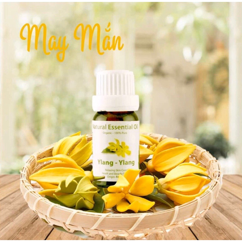 Tinh dầu xông phòng AROMA Hương Hoa Ngọc Lan Tây - Ylang &amp; Ylang 10ml