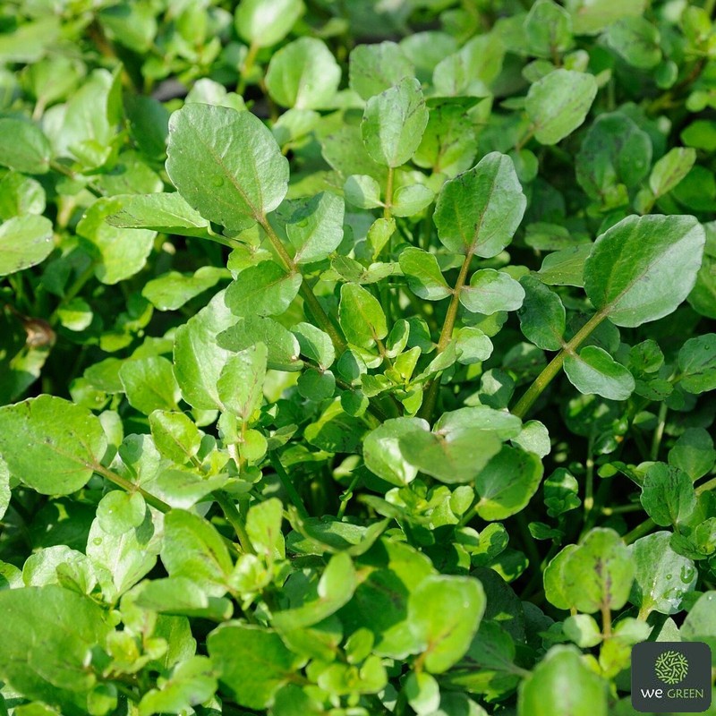 Hạt giống Xà Lách Xoong Mỹ bổ dưỡng, thơm ngon, gieo 1 lần ăn cả năm
