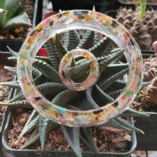 Combo vòng và nhẫn resin