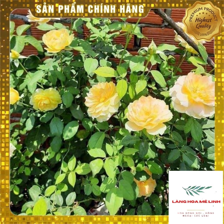 Hoa Hồng Ngoại (Bụi)  Molineux Rose màu Vàng [️ĐẸP NHẤT - SIÊU HOT️] - mùi hương mộc dược - sai hoa - dễ chăm