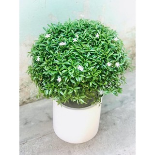 Hoa Mai vạn phúc siêu rẻ