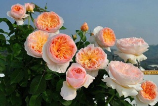 Combo 3 cây hoa hồng juliet_tặng kích rễ