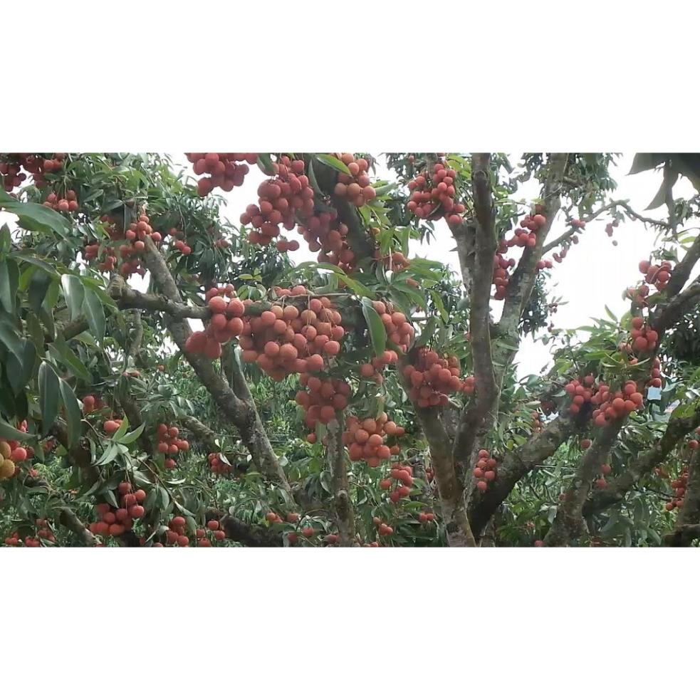 Cây Giống Vải Thiều Hạt Siêu Bé Cùi Siêu Dày .