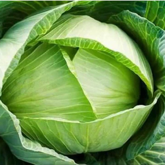 Hạt giống Bắp cải cuộn tím, Bắp cải cuộn xanh F1 - Cải thảo Dược bắp cuộn